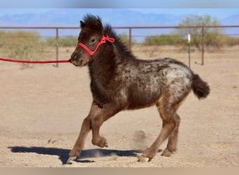 Altri pony/cavalli di piccola taglia, Giumenta, , 66 cm