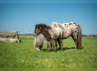 Altri pony/cavalli di piccola taglia, Giumenta, Puledri (04/2026), 90 cm, Leopard