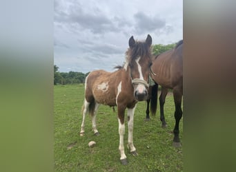 Altri pony/cavalli di piccola taglia Mix, Stallone, 1 Anno, 135 cm, Pezzato
