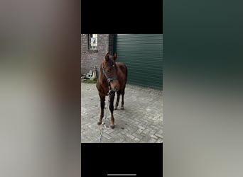Altri pony/cavalli di piccola taglia, Stallone, 1 Anno, 142 cm, Baio