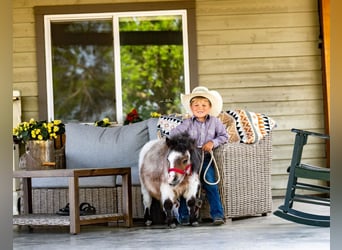 Altri pony/cavalli di piccola taglia, Stallone, 2 Anni, 60 cm, Baio roano