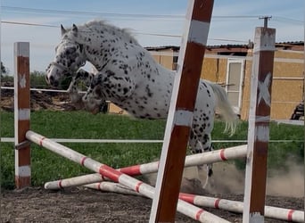 Altri pony/cavalli di piccola taglia, Stallone, 3 Anni, 132 cm, Leopard