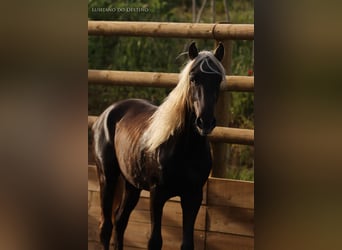 Altri pony/cavalli di piccola taglia, Stallone, 3 Anni, 147 cm, Palomino