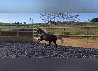 Altri pony/cavalli di piccola taglia, Stallone, 3 Anni, 147 cm, Palomino
