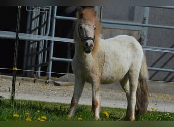 Altri pony/cavalli di piccola taglia, Stallone, 3 Anni, 95 cm, Roano rosso