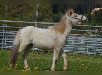 Altri pony/cavalli di piccola taglia, Stallone, 3 Anni, 95 cm, Roano rosso