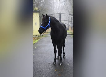 Altri pony/cavalli di piccola taglia, Stallone, 6 Anni, 149 cm, Morello