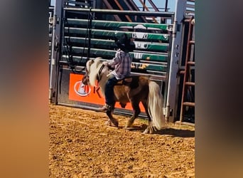 Altri pony/cavalli di piccola taglia, Stallone, 7 Anni, 86 cm, Palomino