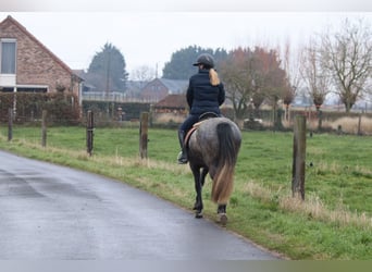 Altri pony/cavalli di piccola taglia, Stallone, 8 Anni, 145 cm, Leardo