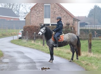 Altri pony/cavalli di piccola taglia, Stallone, 8 Anni, 145 cm, Leardo