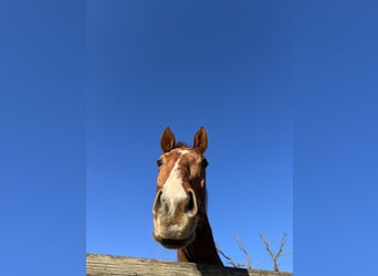 Altri purosangue, Castrone, 10 Anni, 163 cm, Sauro