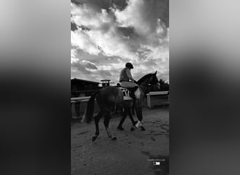 Altri purosangue, Castrone, 10 Anni, 167 cm, Grigio