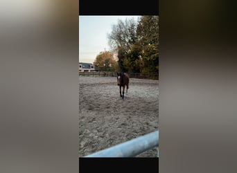 Altri purosangue, Castrone, 11 Anni, 170 cm
