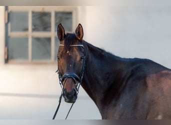 Altri purosangue, Castrone, 11 Anni, Baio