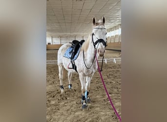 Altri purosangue, Castrone, 12 Anni, 164 cm, Grigio trotinato