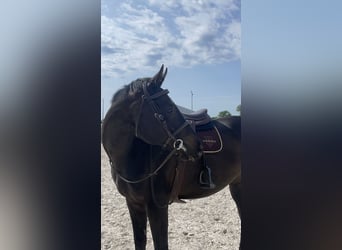 Altri purosangue, Castrone, 12 Anni, 165 cm, Baio scuro