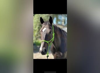 Altri purosangue, Castrone, 13 Anni, 160 cm, Baio scuro