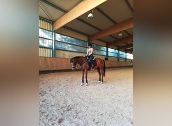 Altri purosangue, Castrone, 13 Anni, 162 cm, Baio