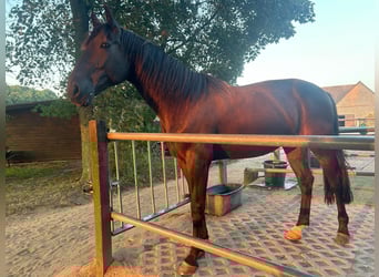 Altri purosangue, Castrone, 13 Anni, 168 cm, Morello