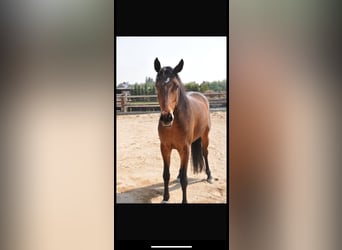 Altri purosangue Mix, Castrone, 14 Anni, 152 cm, Baio