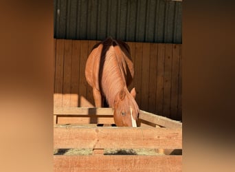 Altri purosangue, Castrone, 16 Anni, 160 cm, Sauro