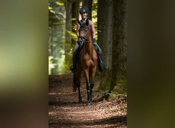 Altri purosangue, Castrone, 19 Anni, 157 cm, Baio