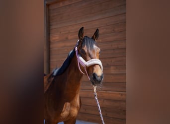 Altri purosangue, Castrone, 4 Anni, 153 cm, Baio