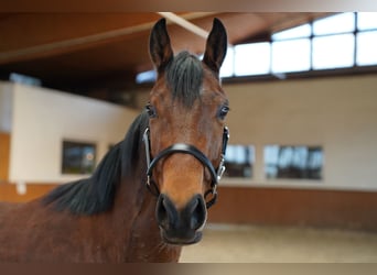 Altri purosangue, Castrone, 4 Anni, 153 cm, Baio