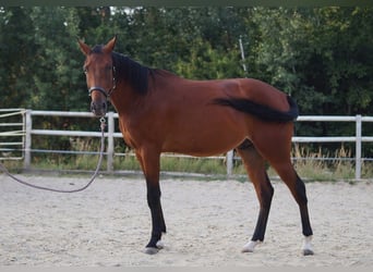 Altri purosangue, Castrone, 4 Anni, 167 cm, Baio
