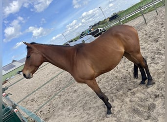 Altri purosangue, Castrone, 5 Anni, 165 cm, Baio