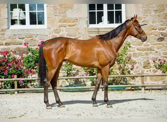 Altri purosangue, Castrone, 5 Anni, 171 cm, Baio