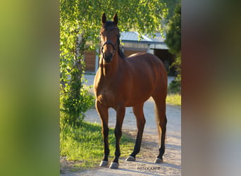 Altri purosangue, Castrone, 6 Anni, 153 cm, Baio