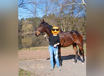 Altri purosangue, Castrone, 7 Anni, 163 cm, Baio