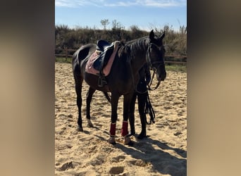 Altri purosangue, Castrone, 7 Anni, 168 cm, Baio nero