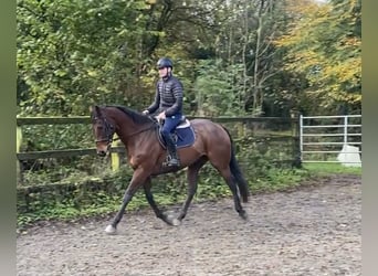 Altri purosangue, Castrone, 7 Anni, 172 cm, Baio
