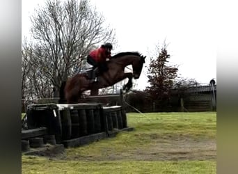 Altri purosangue, Castrone, 7 Anni, 172 cm, Baio