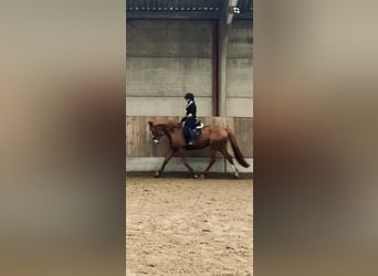 Altri purosangue, Castrone, 8 Anni, 160 cm, Sauro ciliegia