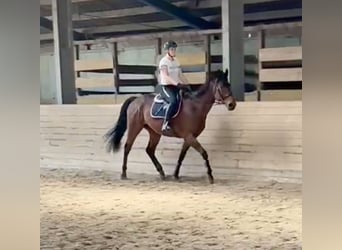 Altri purosangue, Castrone, 8 Anni, 163 cm, Baio