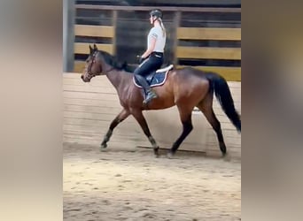 Altri purosangue, Castrone, 8 Anni, 163 cm, Baio