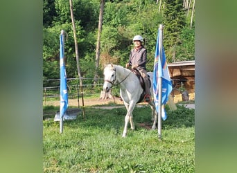 Altri purosangue, Castrone, 9 Anni, 155 cm, Grigio trotinato