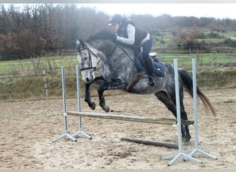 Altri purosangue, Castrone, 9 Anni, 158 cm, Grigio
