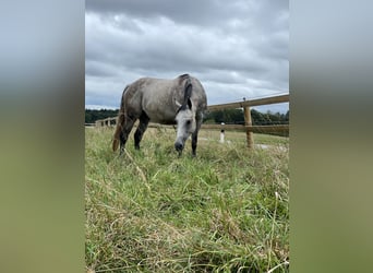 Altri purosangue, Giumenta, 10 Anni, 150 cm, Grigio pezzato