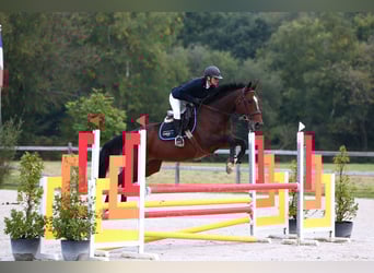 Altri purosangue, Giumenta, 12 Anni, 163 cm, Baio