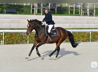 Altri purosangue, Giumenta, 12 Anni, 163 cm, Baio