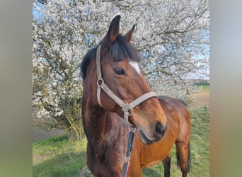 Altri purosangue, Giumenta, 16 Anni, 165 cm, Baio