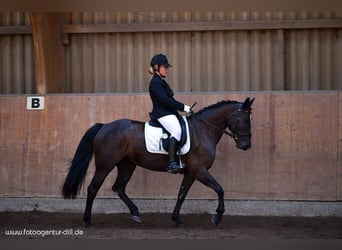 Altri purosangue Mix, Giumenta, 17 Anni, 154 cm, Morello