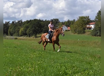 Altri purosangue, Giumenta, 4 Anni, 158 cm, Sauro