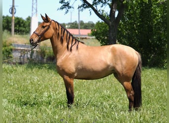 Altri purosangue, Giumenta, 4 Anni, 164 cm, Pelle di daino