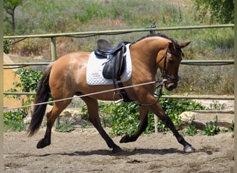 Altri purosangue, Giumenta, 4 Anni, 164 cm, Pelle di daino