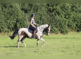 Altri purosangue, Giumenta, 5 Anni, 162 cm, Pezzato